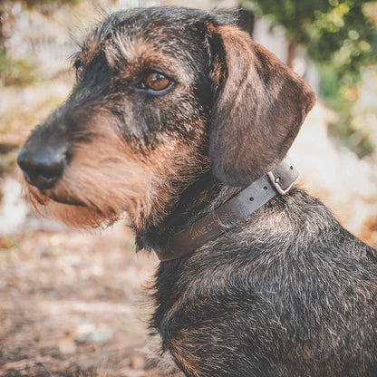 Roselli Läderhundhalsband