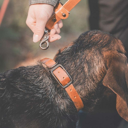 Roselli Hundhalsband